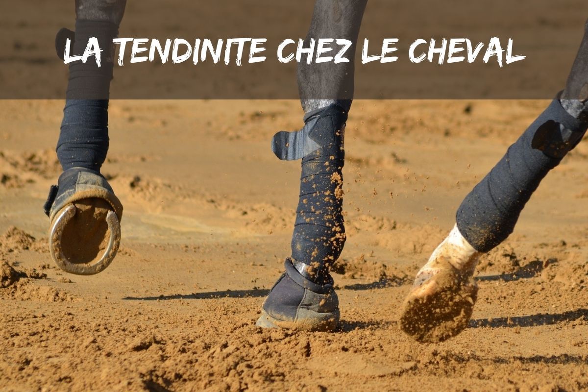 La tendinite chez le cheval